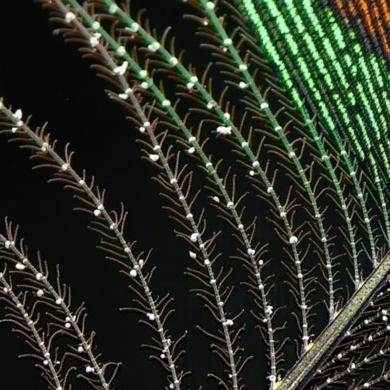 A 800 by 800 pixel window of the same image at full resolution: separated feather barbs