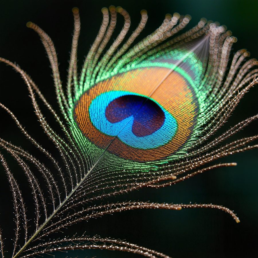 A peacock feather in raking light, individual barbs separated, iridescent eyespot shifting from blue to green